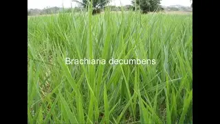 ESTABLECIMIENTO DE PASTURAS, BRACHIARIA DECUMBENS(PASTO PELUDO)/JOSÉ NOLASCO SECCION: G.