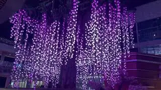 This made me stop and stare 🌈🌳 #WorthWatching #SatisfyingVideo #BeautifulView #ColorfulLights 