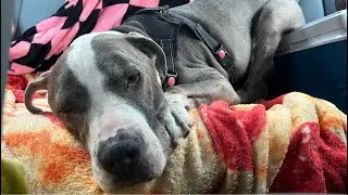 LIVE Driving Fort Lauderdale Florida to NYC Road Trip w/Dog Part 2