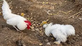 White Leghorn vs Silkie Rooster | Crowing Sound Comparison | Rooster Crowing Battle | Fancy Chicken 