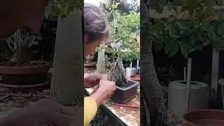 Enterrando raíces en piedra