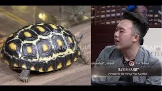 Kevin Randy, Penggemar dan Penjual Kura-Kura Hias | HITAM PUTIH (11/01/19) Part 4
