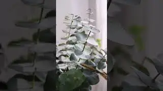 Eucalyptus perriniana,native to New South Wales, Australian Capital Territory,Victoria and Tasmania.