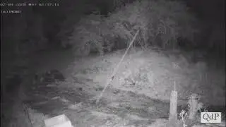 Segusino, diffuse le immagini dell'attacco del lupo dal proprietario degli animali uccisi