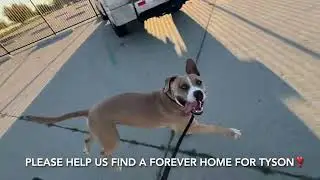 Tyson