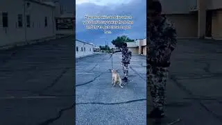 Helping A Stranger With A Fear Aggressive Dog.