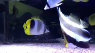 Paul Talbot talking about keeping cleaner wrasse
