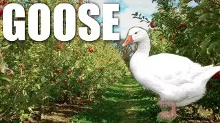 Homestead Geese....Should You Get Them?