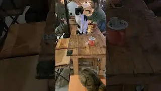 here is your tea  #catshorts #cat #istanbul #catland