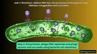 Bacteriophage Life Cycle Animation