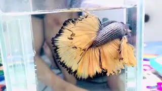 Beautiful Betta Fish #beautifulbetta #bettafish p326 #shorts