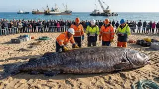 $5 Million Profit from a 60-Ton Tuna Catch | Deep-Sea Longline Fishing Documentary