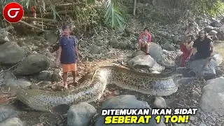 HEBOH!! Penemuan Ikan Sidat 1 Ton Di Sungai, Ternyata Ini Faktanya.