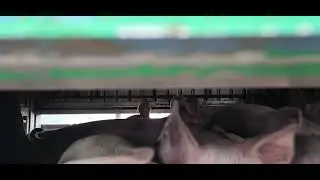unessesary use of an electric prod