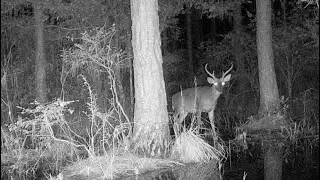 Florida Wetland Trail Cam July 2024