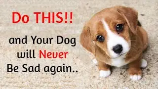 Is Your Dog Not Happy? Here's why!