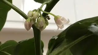 Tamarillo ( tree tomato ) flowers. This is the first time I&rsquo;ve ever had them on one of my plants