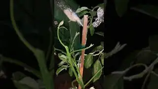 Grafting avocados in Sonoma-2 (holiday, reed, Pinkerton, haas, rare Guatemalan variety)