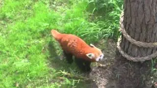 R&ouml;d Panda (Ailurus Fulgens)