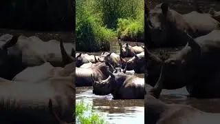 Rhinocers are bathing at the rever #shorts #rhinoceros #youtube #animals #trending #wildlife