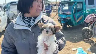 狗市真热闹，养什么品种的都有，之前过万的马尔济斯现在几千块钱 #小狗仔 #马尔济斯犬 #约克夏幼犬 #柴犬幼犬