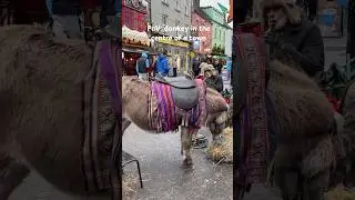 Walking on the streets of Galway and running into this sweet animal #animals#donkey#travel#trip#town