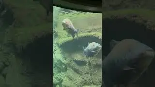 National zoo fish @SmithsonianNZP @OfficialDCPolice @LittleZooTV ​​⁠ #wellerman