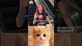 Cat&Dog Lovers -#funny #cat #laugher #comedyshorts #funnypets #dog #relatable#relatablecomedy#cyborg