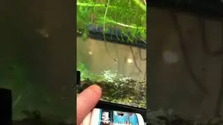 Aquarium observation 3A
