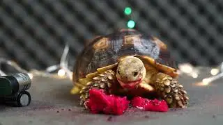 Turtle / Tortoise - ASMR Turtle Eating And Cute Turtle Videos 🍎44 Mukbang