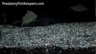 RARE Oloplotosus mariae Eel Tailed Catfish Aquatic Photography Predatory Fish Forum