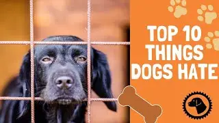 Top 10 Things Dogs Hate that Humans Do | DOG BLOG 🐶 Brooklyn's Corner