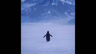 🐧🏔️ Penguin ran to BMW car in  mountain #shorts #viral #trending