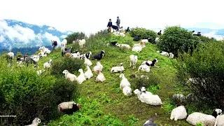 sheep farm on the mountain region || Rural Nepal Quest ||