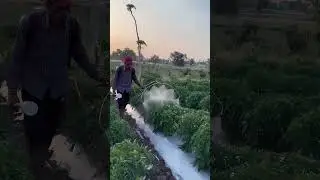 Cara mudah menyemprot tanaman cabe menggunakan alat spray modifikasi #shorts