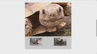 SHELLabrate National Turtle Day with this new book!