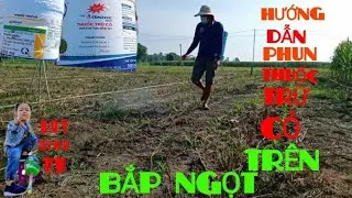 HƯỚNG DẪN PHUN THUỐC TRỪ CỎ TRÊN BẮP NGỌT