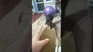 ко мне пришла моя собака Гром