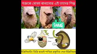 Amazing technic of nest / পাখিদের বাসা বানানোর কৌশল / #nest #birds #birdnest @monojitdipapal5767