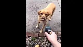 Dog Wasn't Happy To Be Sprayed With A Water Hose