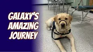 Why I Became a Puppy Raiser for an Autism Service Dog