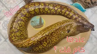سمكة المارينا 🐍🐍 هل فعلا عضتها سامة ؟؟