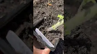 Im planting out my garden 4/17/25  #zone8a #thegardenrn #garden #gardening