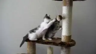 Kittens playing on Cat Tree by Kitty Mansions