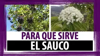PARA QUE SIRVE EL SAUCO