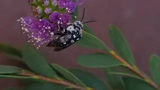 Thyreus waroonensis