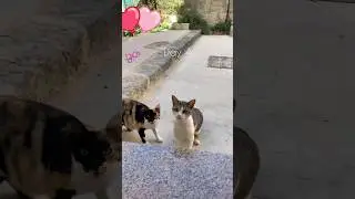 Old man 7 days in Sicily, Italy 🇮🇹 - friendship - 真友情 #travel #cat #cats #pets #youtube #shorts