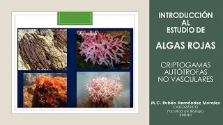 Algas Rojas (Rhodophyta)