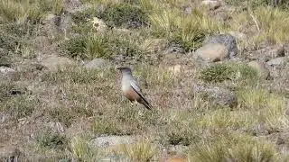 Chocolate-vented Tyrant in southern Patagonia (Argentina)
