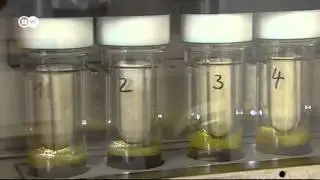 Vegetarian trout - altering diets in predator fish | Tomorrow Today